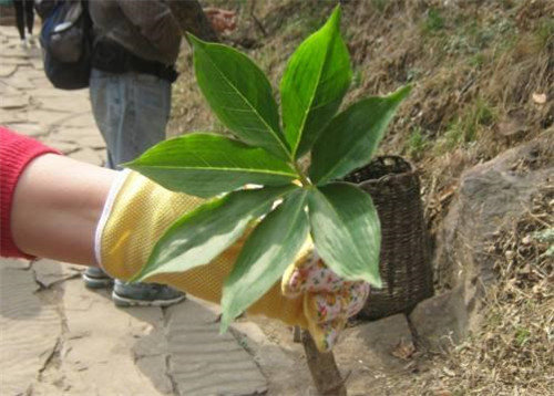 農村這種野草，它在民間的珍貴價值