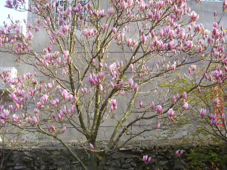 春天這種名貴花,鼻炎十個九個有效