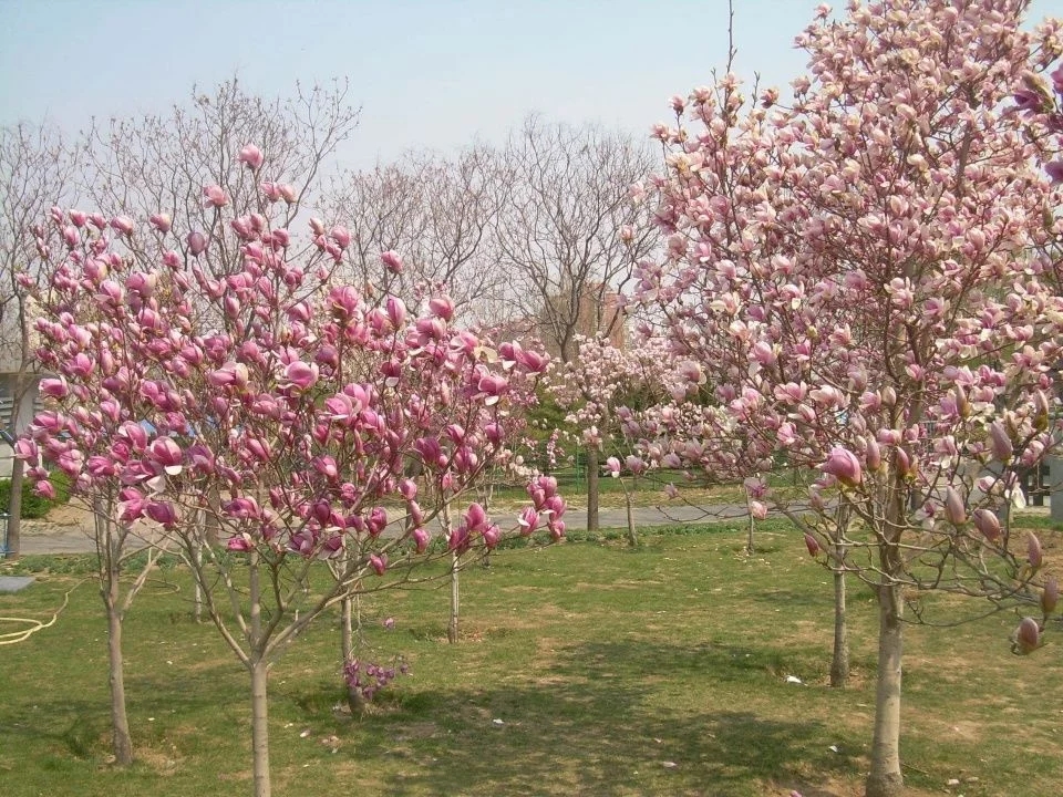 春天這種名貴花,鼻炎十個九個有效