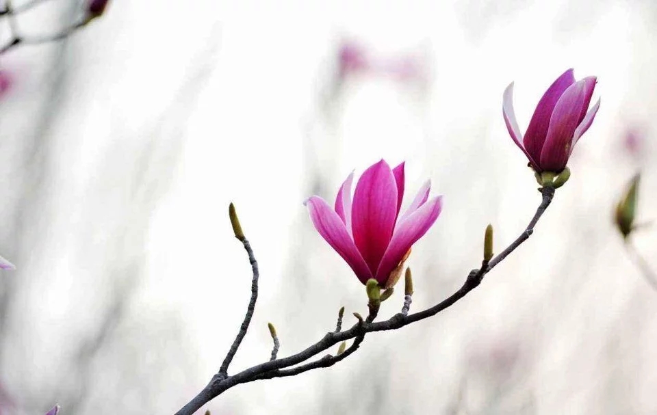 春天這種名貴花,鼻炎十個九個有效