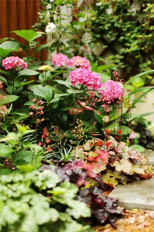 露臺和院子中少不了的9種多年生花卉