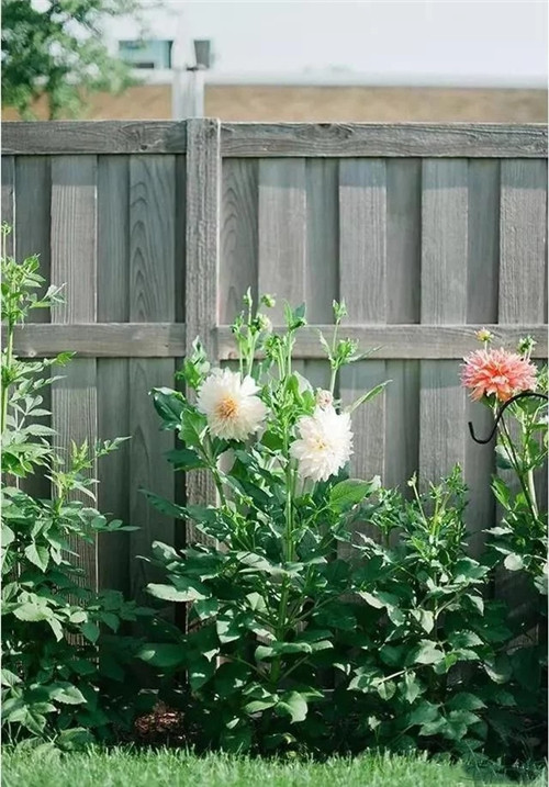 露臺和院子中少不了的9種多年生花卉