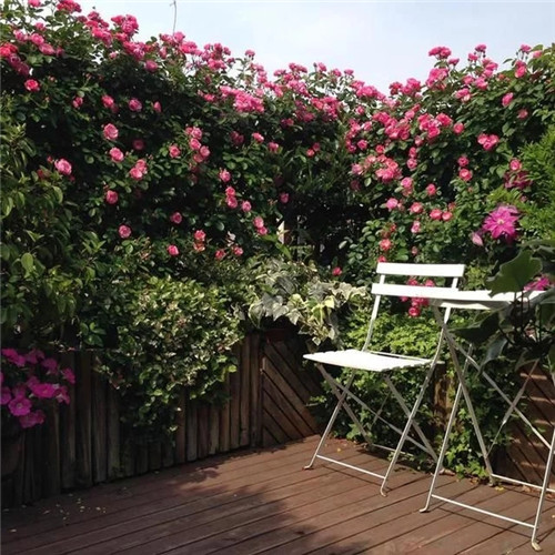 露臺和院子中少不了的9種多年生花卉