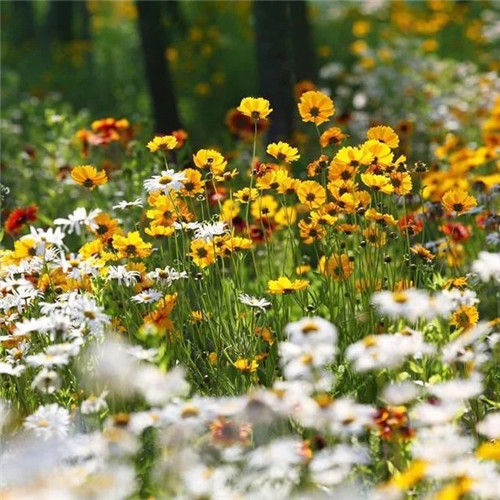 露臺和院子中少不了的9種多年生花卉