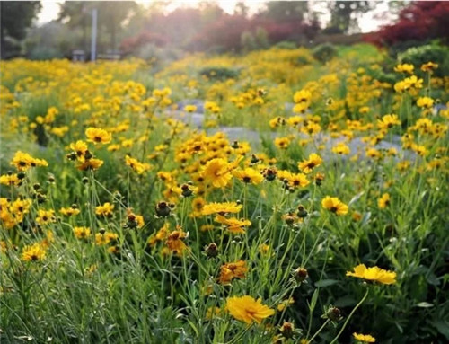 露臺和院子中少不了的9種多年生花卉