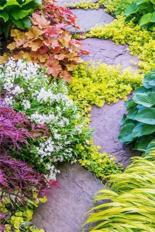 露臺和院子中少不了的9種多年生花卉