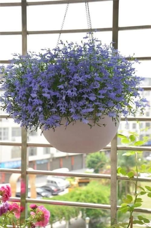 露臺和院子中少不了的9種多年生花卉