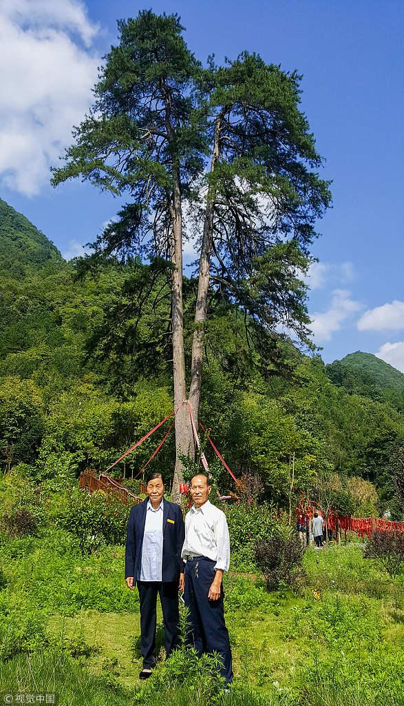 漢中一450歲“夫妻古樹”被大風刮倒