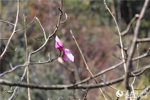 云南大理發現瀕危野生植物領春木