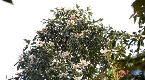 發(fā)現(xiàn)大理云龍縣發(fā)現(xiàn)國家珍稀瀕危保護植物