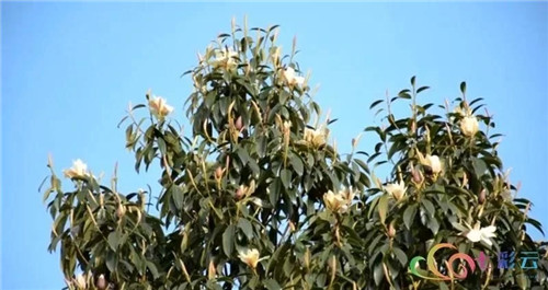 發(fā)現(xiàn)大理云龍縣發(fā)現(xiàn)國家珍稀瀕危保護植物