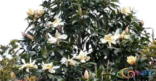 發(fā)現(xiàn)大理云龍縣發(fā)現(xiàn)國家珍稀瀕危保護植物