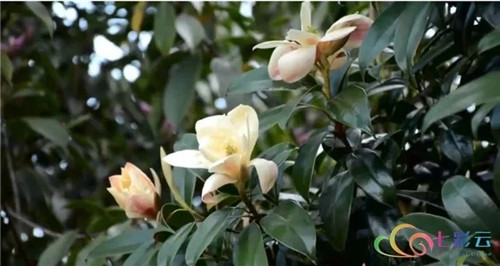 發(fā)現(xiàn)大理云龍縣發(fā)現(xiàn)國家珍稀瀕危保護植物