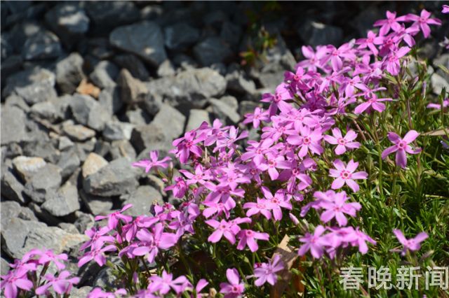 蔥花綻放昆明植物園！這么美的“廚房三寶”