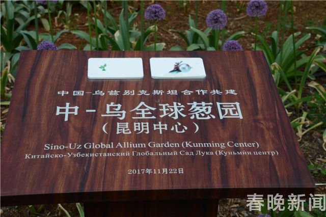 蔥花綻放昆明植物園！這么美的“廚房三寶”