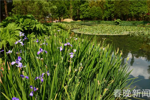 蔥花綻放昆明植物園！這么美的“廚房三寶”