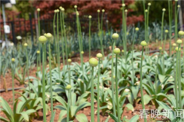 蔥花綻放昆明植物園！這么美的“廚房三寶”