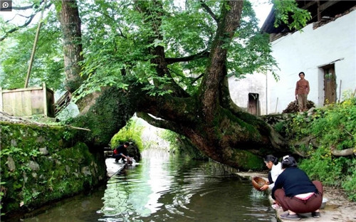 大自然創造的神奇古樹