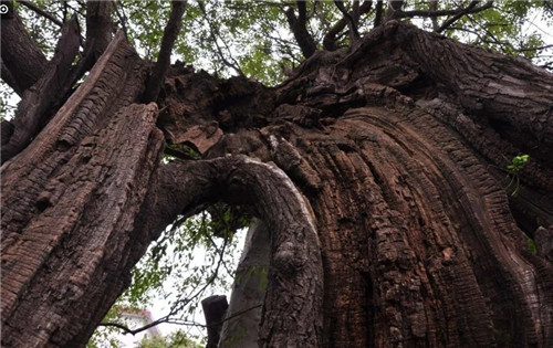 大自然創造的神奇古樹
