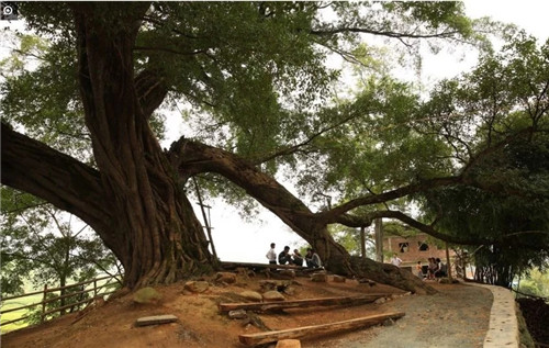 大自然創造的神奇古樹