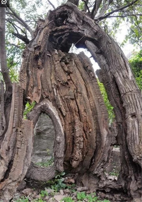 大自然創造的神奇古樹