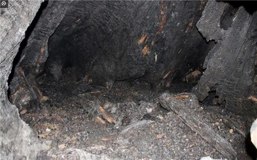 大自然創造的神奇古樹