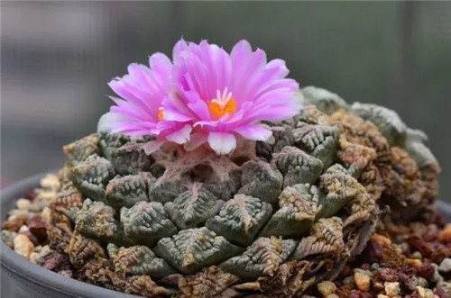 我國幾種珍稀瀕危植物