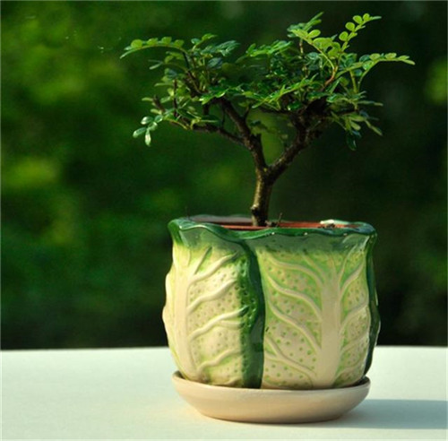 這5種清香花卉你要養,開花了,比香水還香!