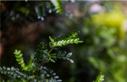 這5種清香花卉你要養,開花了,比香水還香!