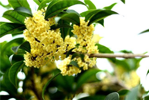 這5種清香花卉你要養,開花了,比香水還香!