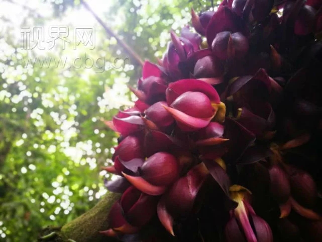 千年牛馬藤古樹盛開奇特紫花