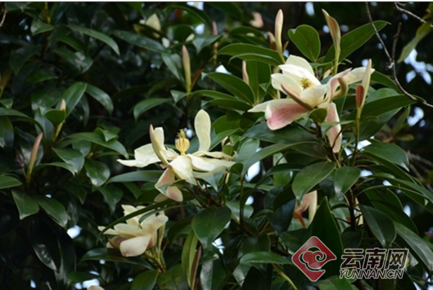大理發現珍稀瀕危植物紅色木蓮野生種群