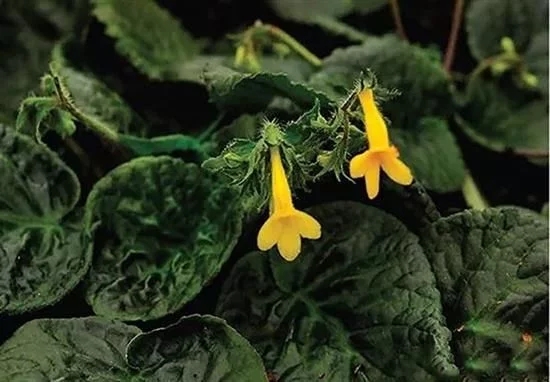 昆明植物研究所在越南發(fā)現(xiàn)苦苣苔科兩個(gè)新種