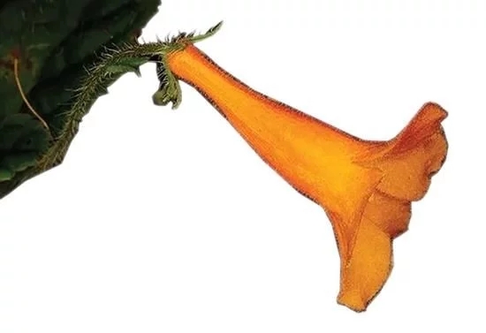 昆明植物研究所在越南發(fā)現(xiàn)苦苣苔科兩個(gè)新種