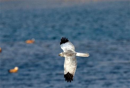 強(qiáng)化科技支撐 呵護(hù)生物多樣性