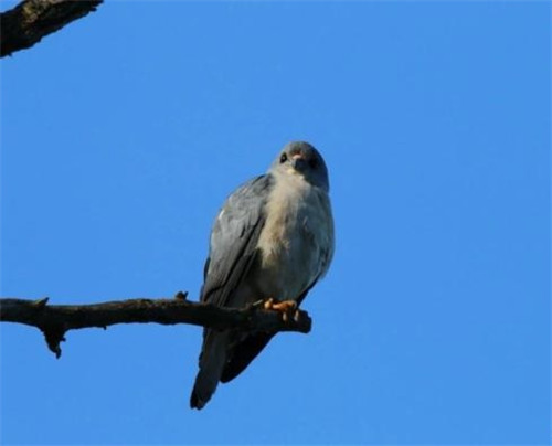 強(qiáng)化科技支撐 呵護(hù)生物多樣性