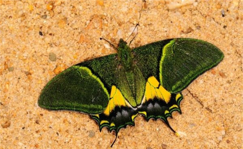 強(qiáng)化科技支撐 呵護(hù)生物多樣性