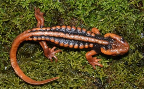 強(qiáng)化科技支撐 呵護(hù)生物多樣性