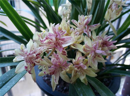 喜歡香味花卉的選它準沒錯,比較好養