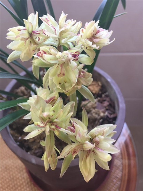 喜歡香味花卉的選它準沒錯,比較好養