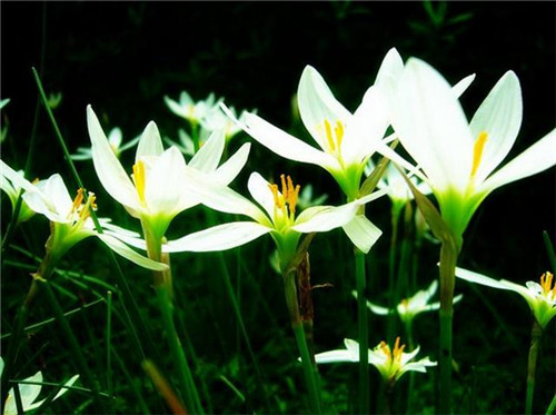 球根花卉如何養(yǎng)護(hù)