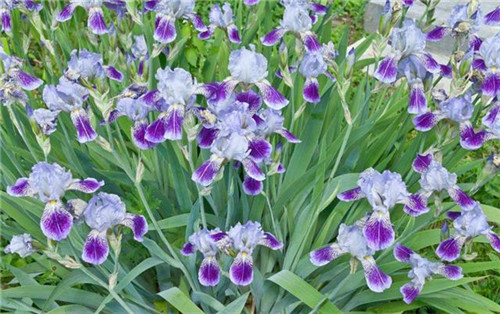 球根花卉如何養(yǎng)護(hù)