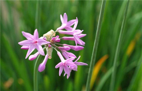 球根花卉如何養(yǎng)護(hù)