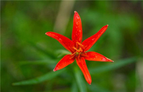 球根花卉如何養(yǎng)護(hù)