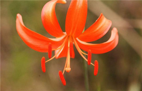 球根花卉如何養(yǎng)護(hù)