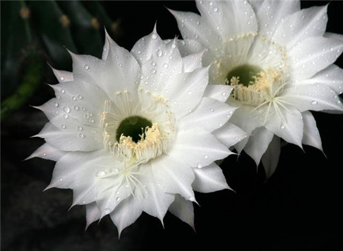 農(nóng)村最普通的花卉，從來不用澆水