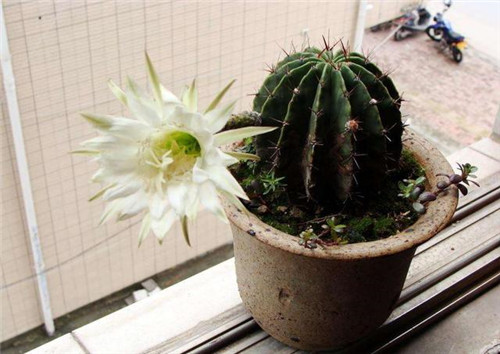 農(nóng)村最普通的花卉，從來不用澆水