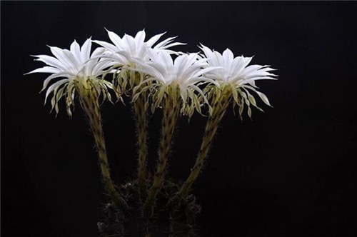 農(nóng)村最普通的花卉，從來不用澆水