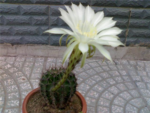 農(nóng)村最普通的花卉，從來不用澆水