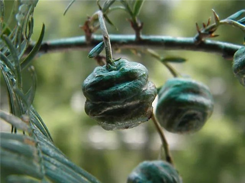 珍稀瀕危植物——水杉